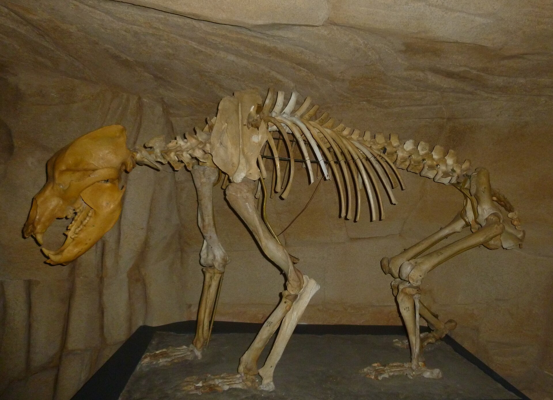 Musée de l’ours des cavernes