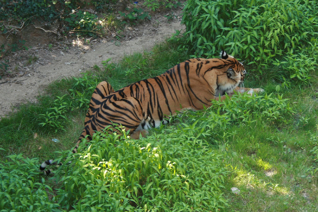 Safari de Peaugres