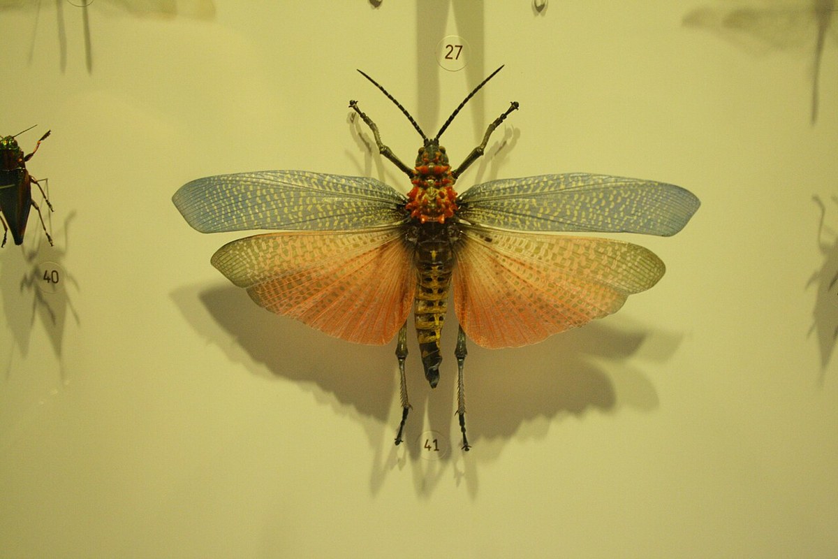 Insectarium