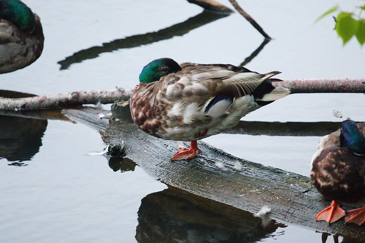 Sackville Waterfowl Park
