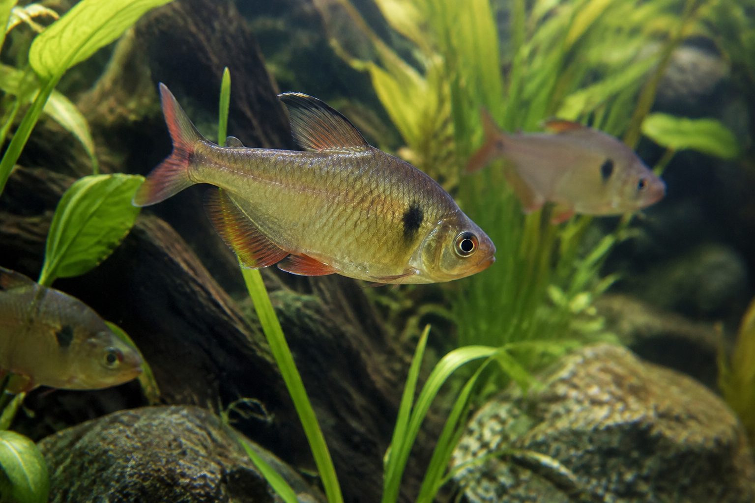 Maison Aquarium du val de Besbre