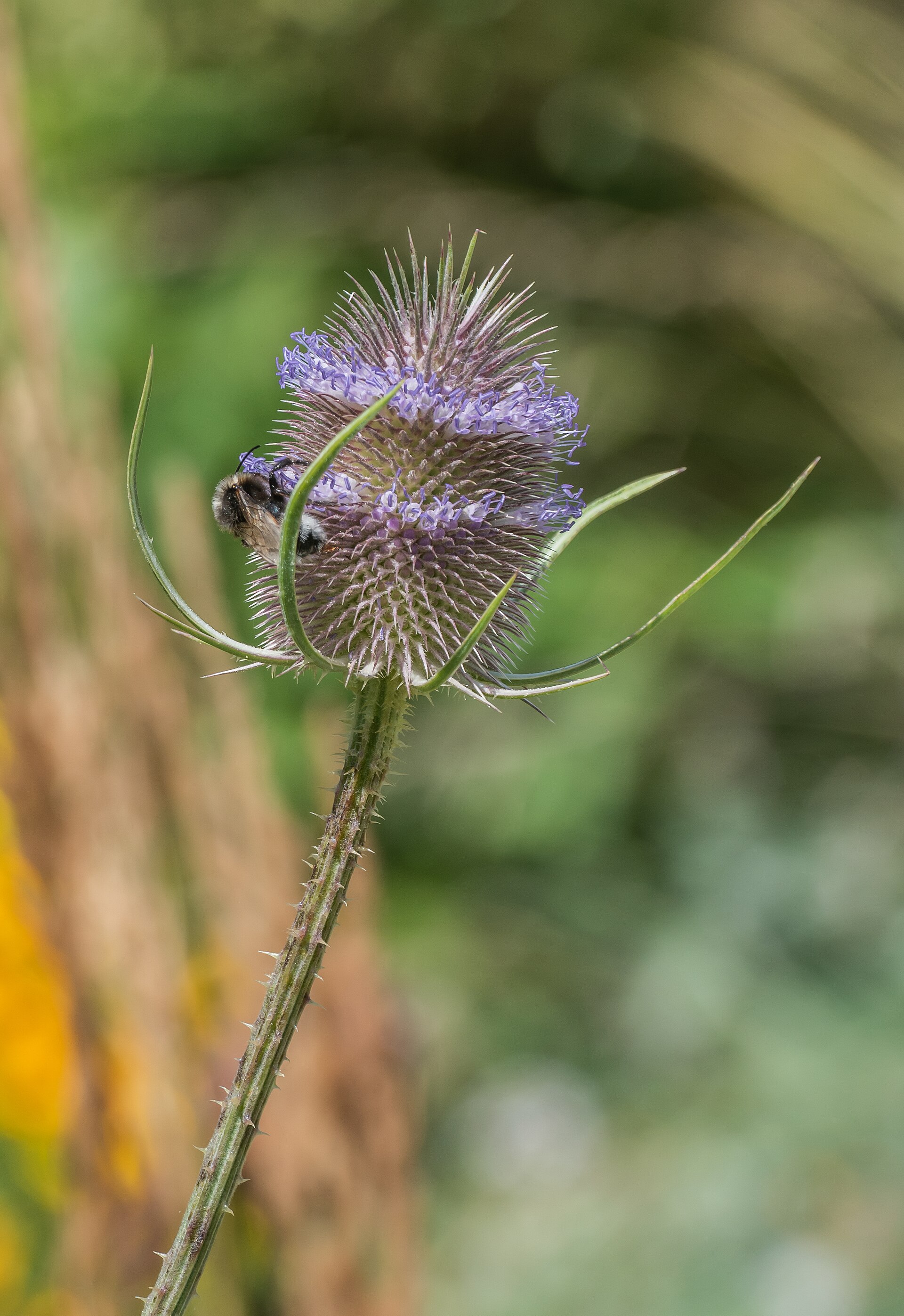 Jardin des Cinq Sens